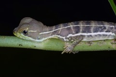 Basiliscus