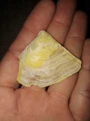 Pteriidae