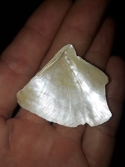 Pteriidae