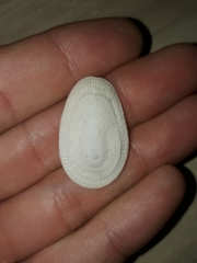 Tugali parmophoidea