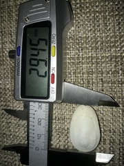 Tugali parmophoidea