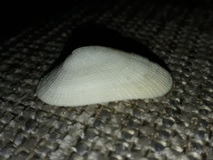 Tugali parmophoidea