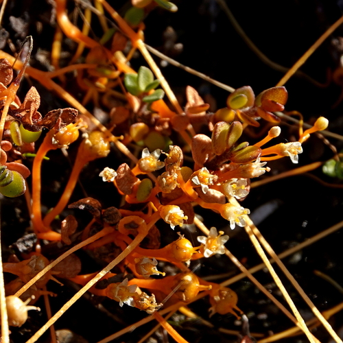 tasmanian dodder (Cuscuta tasmanica)