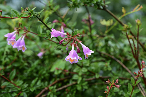 Large-flowered Abelia (Abelia uniflora)