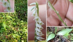 Spiranthes lacera lacera