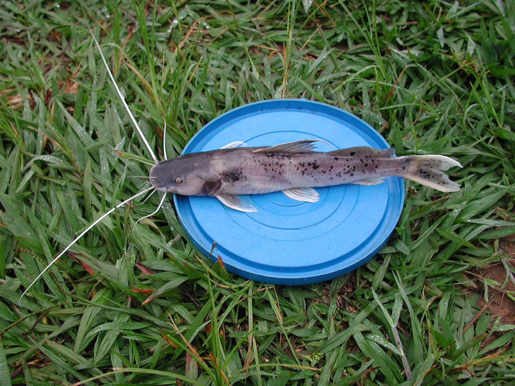 Ubangi bagrid (Bagrus ubangensis) — Bagridae