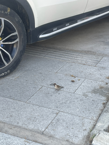 Eurasian Tree Sparrow