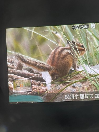 Siberian Chipmunk