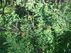 Goodia medicaginea