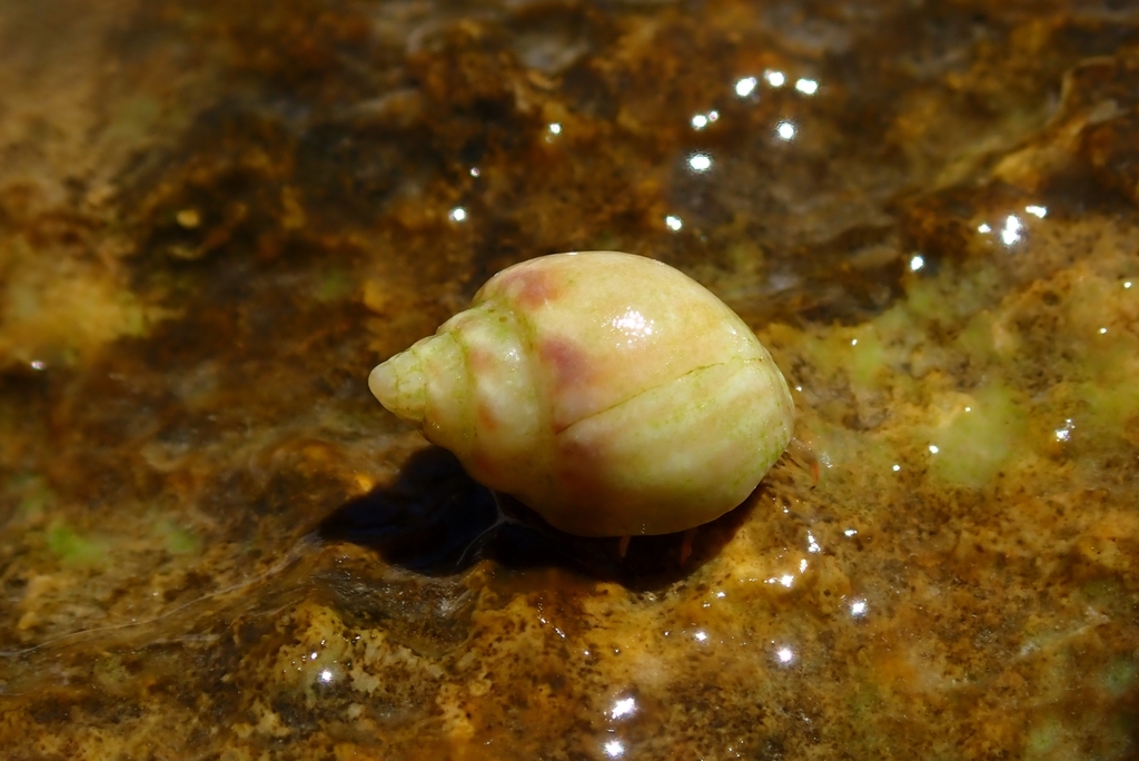 Tritia mutabilis