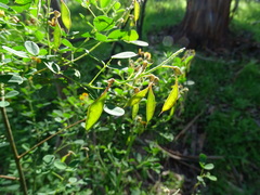 Goodia medicaginea