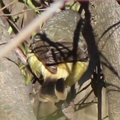 Acanthiza reguloides