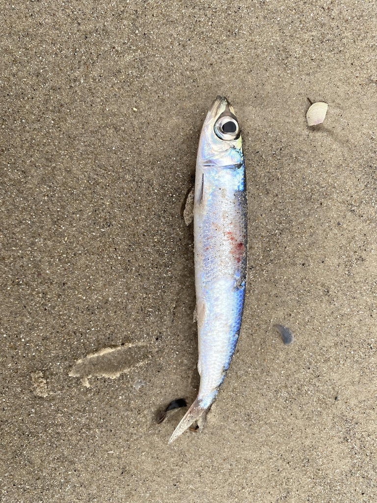 Roodoog-rondharing (Etrumeus sadina) — Dussumieriidae
