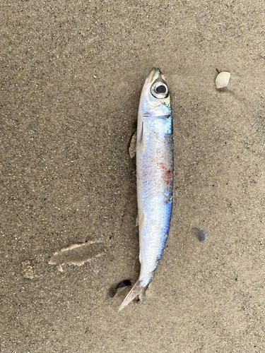 Atlantic round herring (Etrumeus sadina) — Dussumieriidae