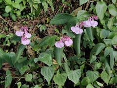 Impatiens maculata
