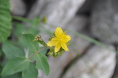 Hypericum richeri richeri