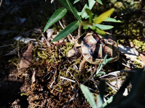 Marginated Tortoise, Alpes-Maritimes, Provence-Alpes-Côte d'Azur, FR, photo 9 of 10