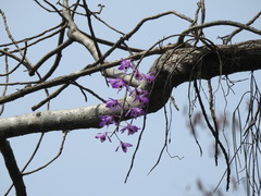 Dendrobium