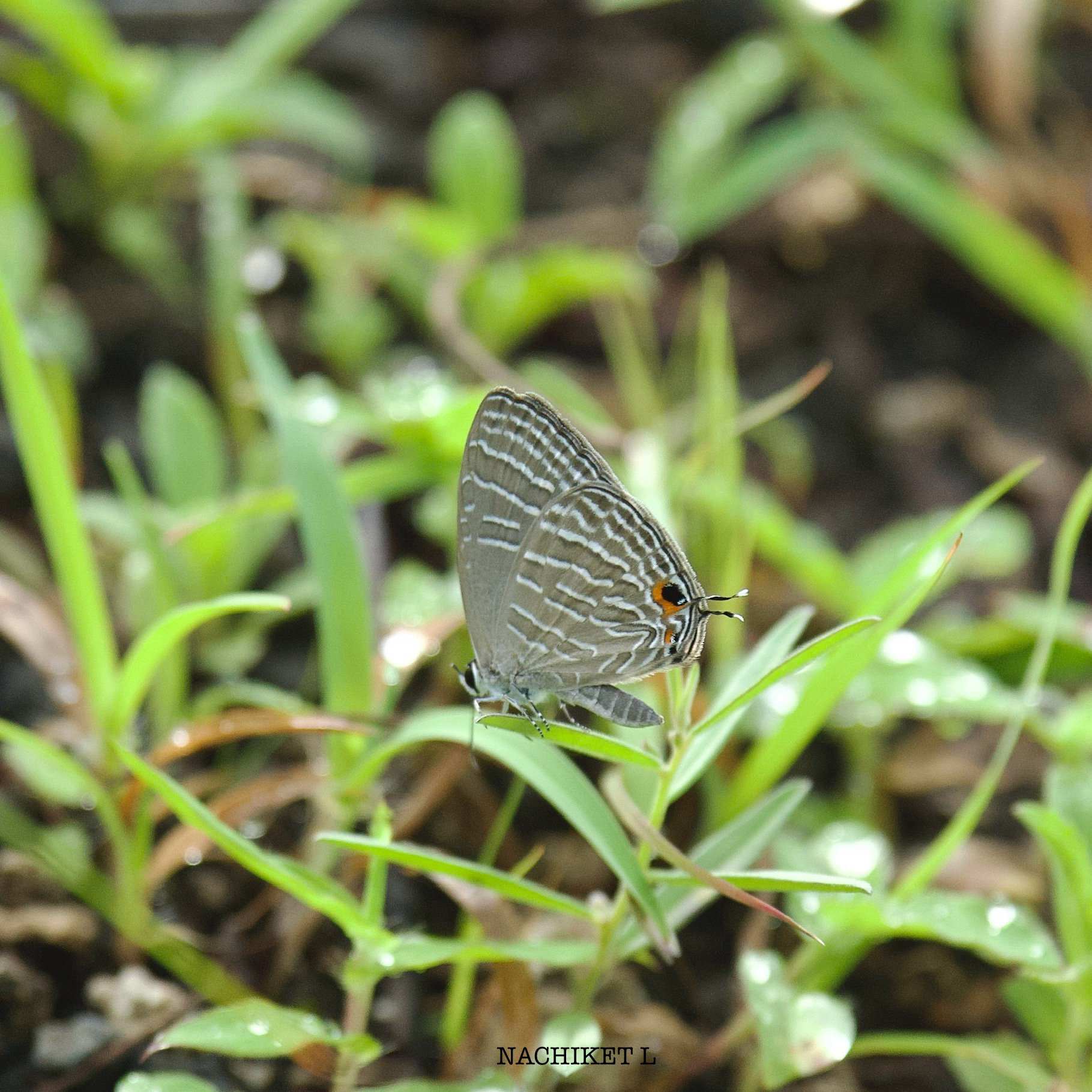 Common Cerulean