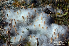 Salix petrophila