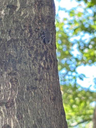 Yellow-spotted Stink Bug
