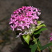 Rosy Rice Flower - Photo (c) Joey Santore, some rights reserved (CC BY-NC), uploaded by Joey Santore