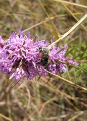 Megachile texensis