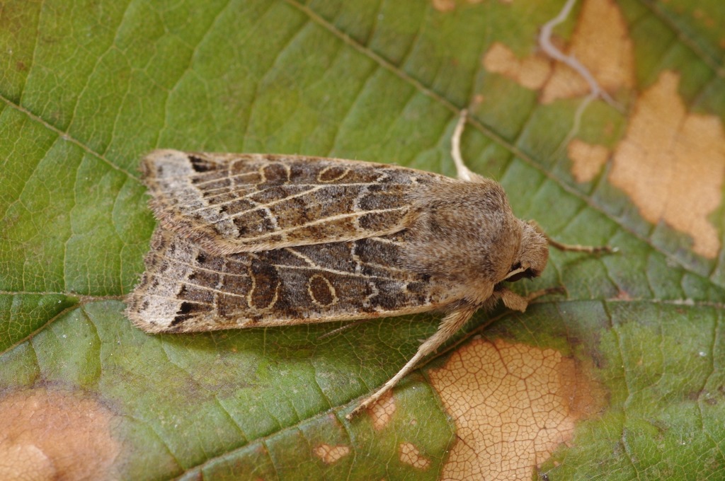 Lunar Underwing