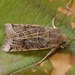 Lunar Underwing - Photo (c) simondenis142857, some rights reserved (CC BY-NC), uploaded by simondenis142857