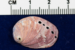 Haliotis walallensis