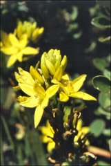 Bulbine crassa