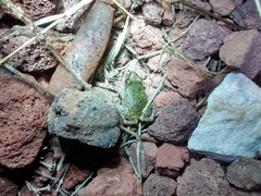 Eleutherodactylus verrucipes