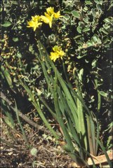 Bulbine crassa