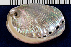 Haliotis walallensis