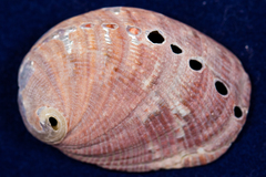 Haliotis walallensis