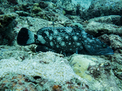 Epinephelus coeruleopunctatus