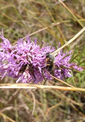 Megachile texensis