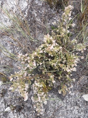 Erica perlata