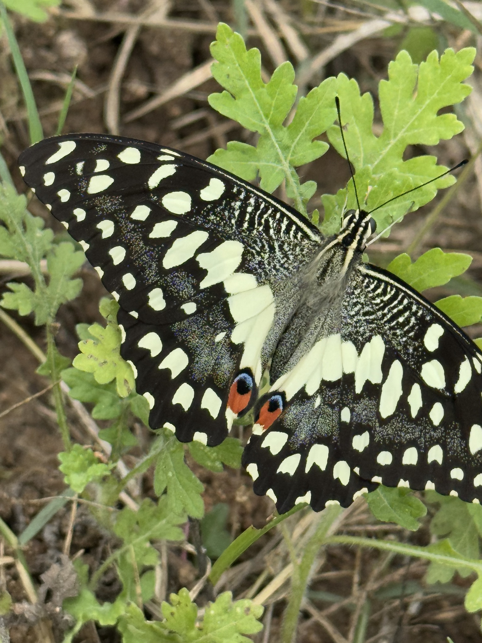 Lime Swallowtail