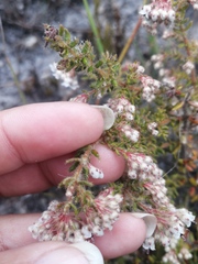 Erica perlata