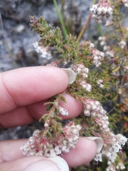 Erica perlata