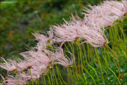 Image of Geum pentapetalum by (c) Dmitry Kulakov, some rights reserved (CC BY)