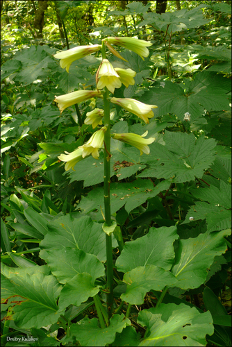 Cardiocrinum cordatum iNat (2)