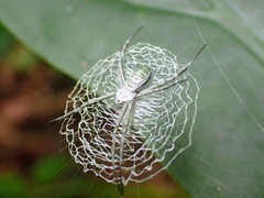 Argiope chloreides
