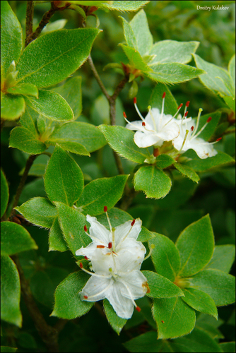 Rhododendron tschonoskii iNat (1)