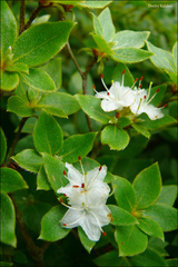 Dmitry Kulakov, CC BY, iNaturalist via GBIF Rhododendron tschonoskii, photograph Dmitry Kulakov, CC BY, iNaturalist via GBIF