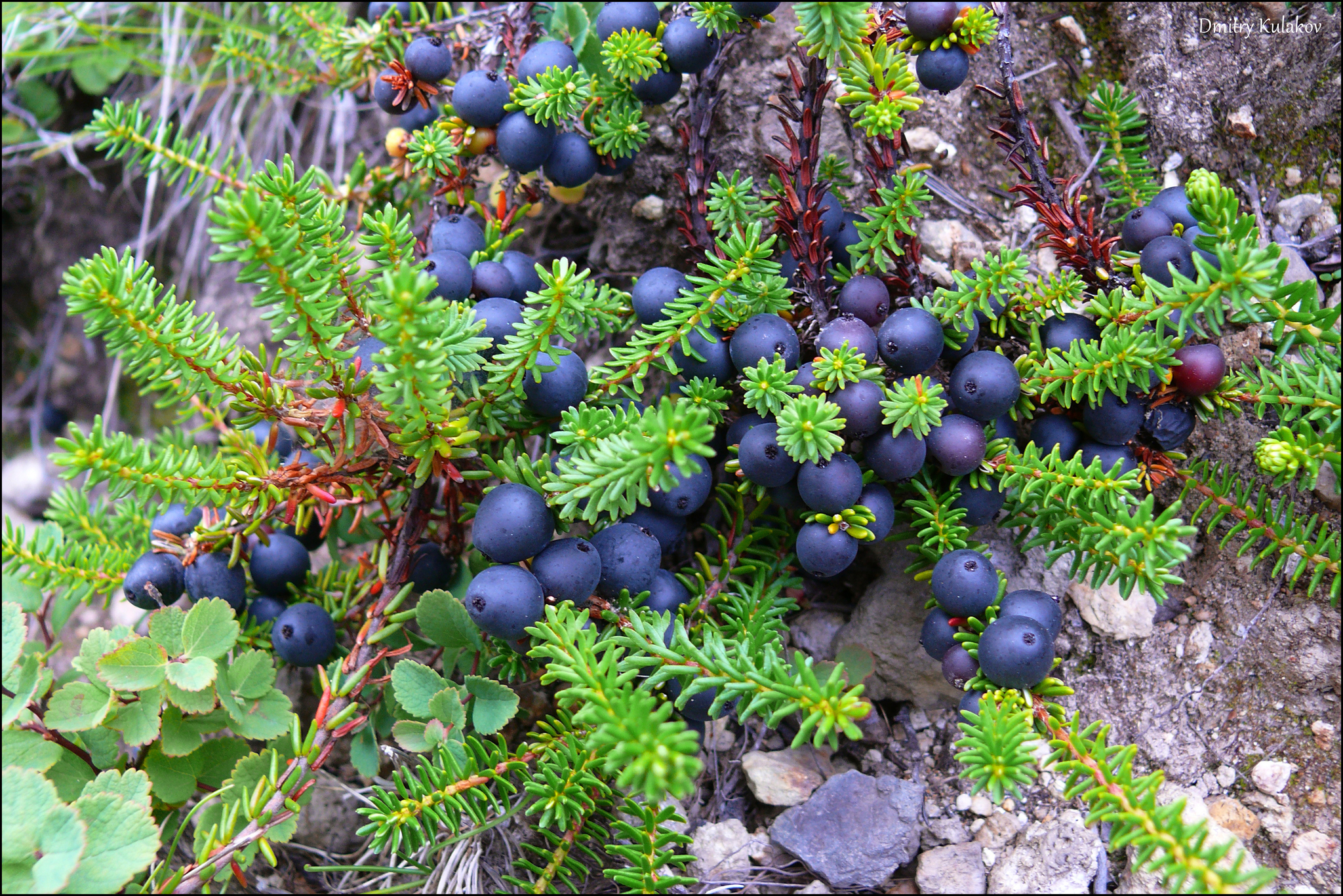 black crowberry (Empetrum nigrum) · iNaturalist