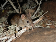 Galapagos Oryzomys photo 2