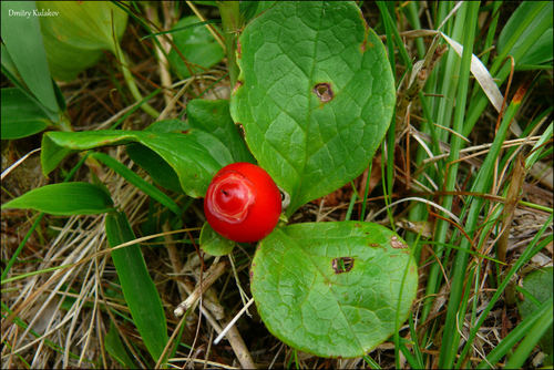Image of Kamchatka Bilberry (Vaccinium praestans) by (c) Dmitry Kulakov, some rights reserved (CC BY)