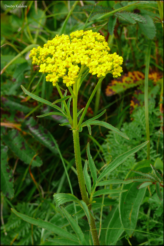 eastern valerian